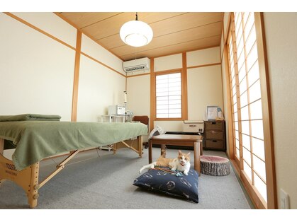猫のひげの写真