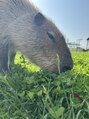 シキ 辻堂店(shiki)&nbsp;愛してやまないカピバラさん、、頻繁に会いに行きます＊