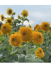 アリス&nbsp;パク 