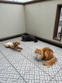 リシェル 池袋(Richelle)&nbsp;わたしの可愛いだいすきなペット達です！