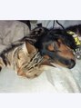 サロンドットクッキー 尼崎(Salon.Cookie)&nbsp;癒しの実家の犬&猫♪子どもたちとも仲良しです(^^)