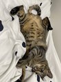 ドレス(dress) 動物が大好きで猫を1匹飼っています♪