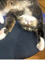 アンドエム(&M) ちょっとまぬけな猫さまも飼わせていただいております笑