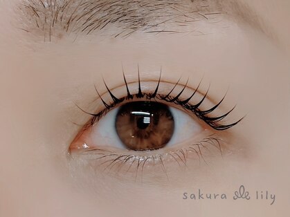 サクラリリー(Sakura Lily)の写真