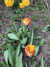 ソワンド ルバンシュ/我が家の庭☆