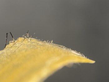 サルレ(Sarule)/4、産毛もスッキリWAX