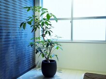 フォルテシモ(ff)の雰囲気（私の好みの植物を置かせていただいています♪）