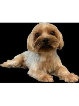 ポノサロン(pono salon)/おすましワンコ