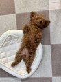 リココ(re.coco) 愛犬のプティ（トイプードル）です＾＾♪