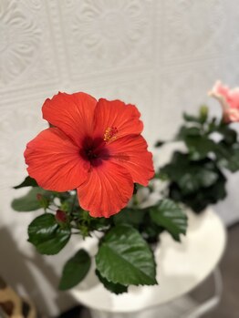 ラウレアココ(Laule'a Coko)/☆ハイビスカス☆