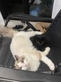 ヘッドミントVIP 銀座店 ネコちゃんもいます！ロイくんとルナくん