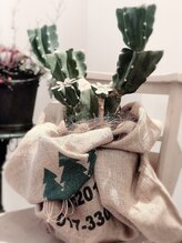 エイミス(AMIES)/AMIES人気のサボテン♪♪