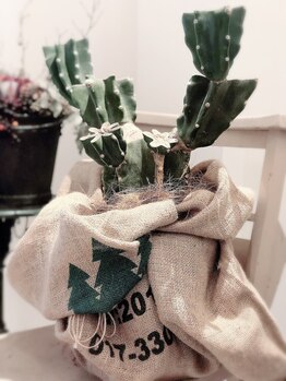 エイミス(AMIES)/AMIES人気のサボテン♪♪