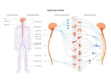 パーソナルケア Personal careの雰囲気（腰を揉むだけでは不完全！【骨格・筋肉・神経・内臓】も整えます）