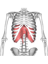 スリーエス カネコストレッチストア 札幌(SSS Kaneko stretch Store)/横隔膜はストレッチ対象です