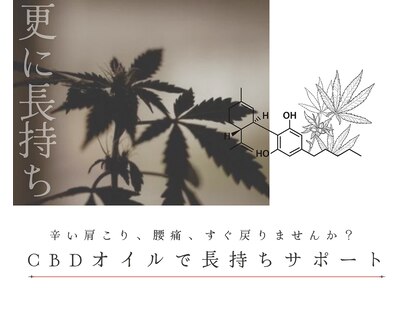 コットン(Cotton)の写真