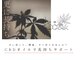 コットン(Cotton)の写真