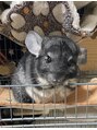ラナ(Lana)&nbsp;チンチラ飼ってます♪