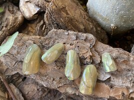 7、8月ニュアンス定額ネイル