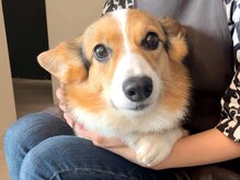 アトリエプリズム(atelier prism)の雰囲気（店内には看板犬コーギーのクロちゃんがいます）