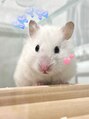 エラ(ELLA)&nbsp;飼っているハムスターです♪