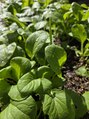 あきづき整体院&nbsp;家庭菜園でサラダ用の野菜を作っています。