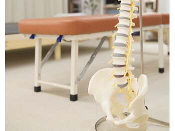 こつこつ(k.tu k.tu)/骨格模型