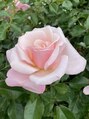 癒し処 ラク(Raku) ピンクの薔薇が可愛く、優しい感じが好きでバラ園に観に行きます