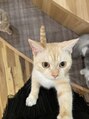 バストアップ専門店 ウェルバスト 福岡天神店(Well Bust)&nbsp;猫が好きで、よく猫カフェに行っています♪