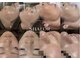 シャロル(SHALOR)の写真