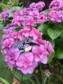 ことり&nbsp;キレイな紫陽花が咲きました～♪