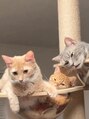 ライトウェーブ 長野駅前店&nbsp;猫ちゃん大好きです！３匹飼ってます♪