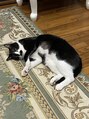 ホリスティックボディ ライカ(Lycka)&nbsp;動物好きです！愛猫のぷーチャンです♪