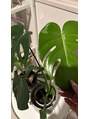 エイトアイラッシュ 藤沢店(eight eyelash)&nbsp;観葉植物植物が好きです！育てやすい植物是非教えてください♪