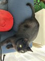 リメル(Remell)&nbsp;相棒です(サロンにはいません)7.2kgのビックにゃんこ