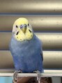 ミスターアンドミス 四ツ橋 堀江店(Mr.&Ms.)&nbsp;インコ飼ってます♪黄色のインコちゃんもいてます