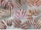 ジャスネイル(Jas Nail)の写真