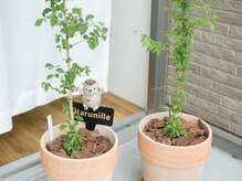 ハルニレ(Harunille)/店名の由来「はるにれ」の苗木