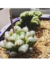 ライフ ピラティス スタジオ(LIFE Pilates Studio)/オーナー高橋の趣味、多肉植物