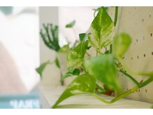 ボディコンフォート/観葉植物