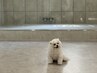 【回数券をお持ちの方♪愛犬同伴の方】プライベートピラティス60分 0円