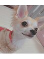 たけだ整骨院 手稲&nbsp;愛犬のココアです！休日は一緒に遊ぶのが日課です！
