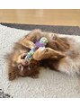 ピーカーブー 梅田(PEEKABOO) ポメチワ飼ってます(^^)