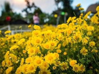 アジアンリラクゼーション ヴィラ 福岡東店(asian relaxation villa)/タイ王国チェンマイ デイジー畑