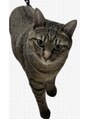 ホワイトニングショップ 鳥栖店&nbsp;愛猫のシェリーです！女の子♪