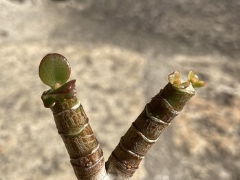 たにあん/多肉植物 金の生る木