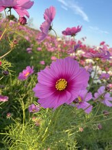 ファレノホワイト&nbsp;古川 恵