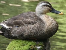 足楽 in 芝大門/