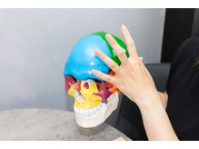 ゴリラの寝息/頭蓋骨ってこんな形！