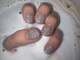 chispita nailの写真